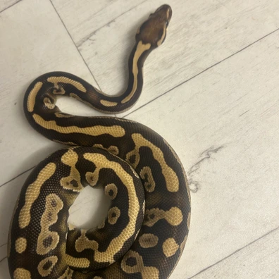 Confusion Vanilla Mojave Het Clown Ball Python - male for sale from Fawcett’s Ball Python’s