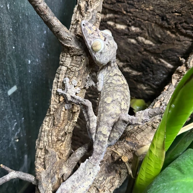 【新品】OZWRT Agave Leaf Tailed Gecko Leaf-Tailed Geckos For Sale | MorphMarket