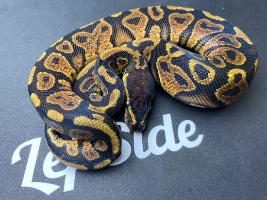 (Sale) Grim Yb Het Hypo Ball Python by Leftside Reptiles