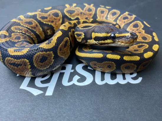 Grim Yb Pos Het Hypo Ball Python by Leftside Reptiles