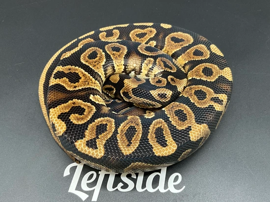 Grim Yb Het Hypo Ball Python by Leftside Reptiles