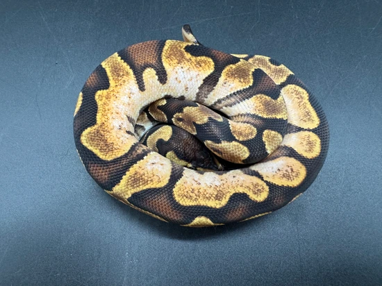 Cinny Sugar Ball Python Enchi Sugar Ball Python by Leftside Reptiles