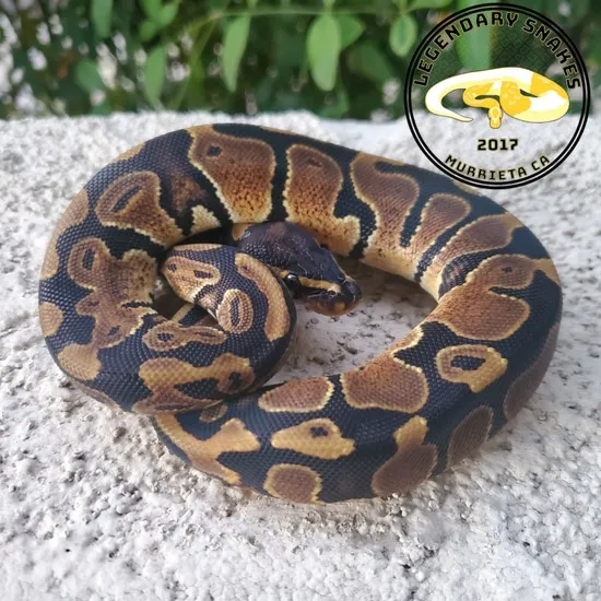 Normal Het Pied Ball Python by Legendary Snakes