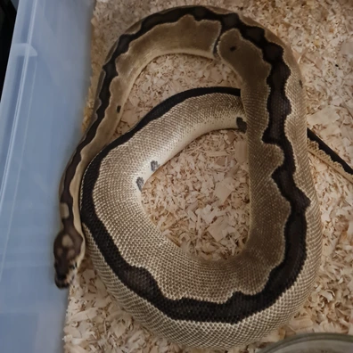 Blade Clown Het VPI Axanthic Ball Python - female for sale from Silver Scales