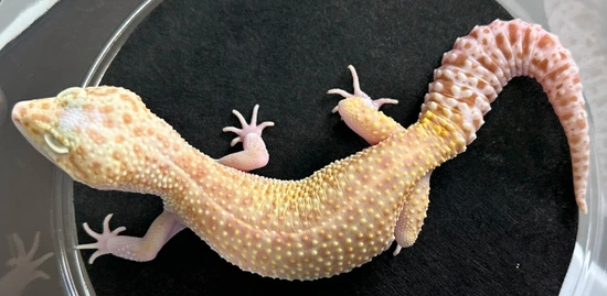 Super Giant Snow Pastel Raptor X Snow Leopard Gecko by Leopardgecko.com