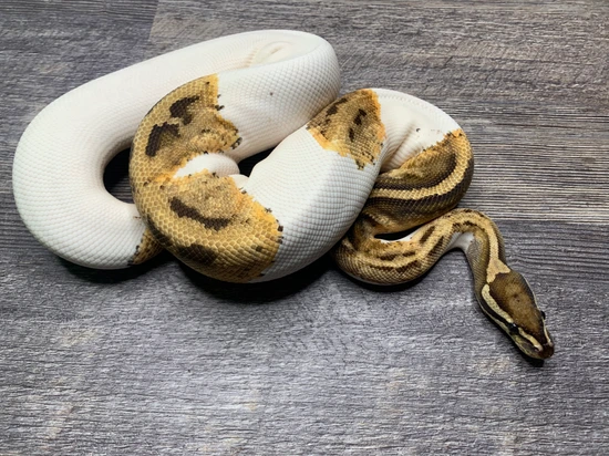 Sulfur Pied Ball Python by Edenic Serpent
