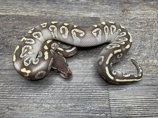 Mystic Phantom Ball Python by Edenic Serpent