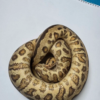 Spotnose Fire Red Stripe YB Clown Ball Python - female for sale from Reptorium