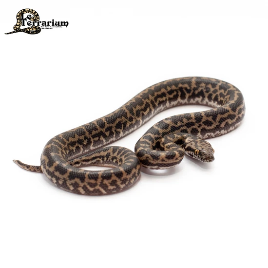 Striped Spotted Python by LeTerrarium