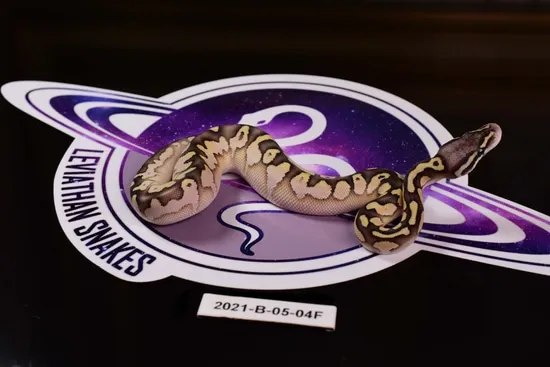 Leviathan Ball Python Butter Pastel Fire Calico 50% Het Hypo Ball Python by LEVIATHAN
