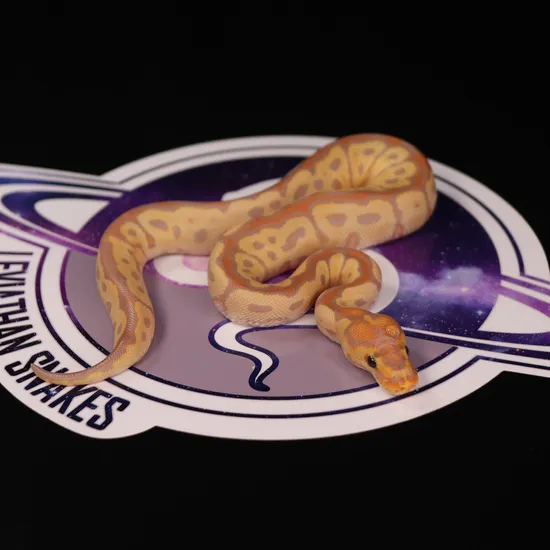Leviathan Ball Python Banana Clown Female Maker Ball Python by LEVIATHAN