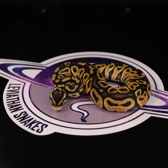 Leviathan Ball Python Pastel Het Clown Ball Python by LEVIATHAN