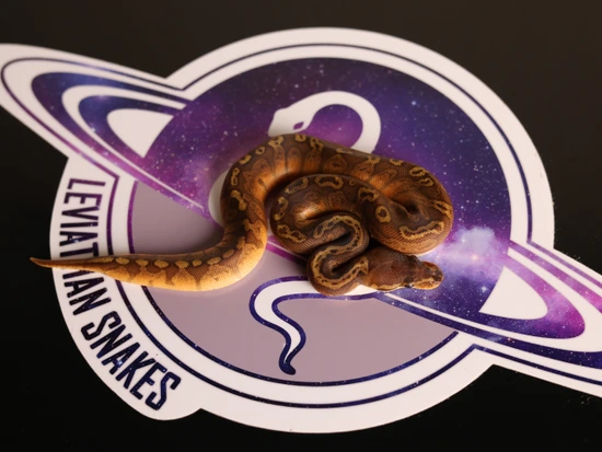 Leviathan Ball Python Red Stripe Sunset Ball Python by LEVIATHAN