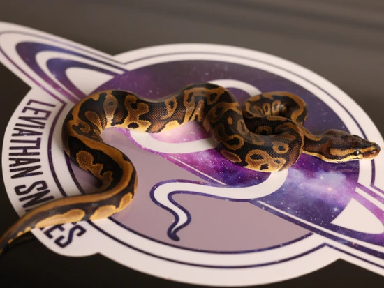 Leviathan Ball Python Leopard Yellow Belly Het Sunset Ball Python by LEVIATHAN