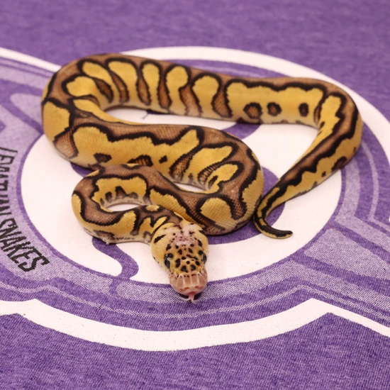 Leviathan Ball Python Pastel Yellow Belly Clown Ball Python by LEVIATHAN