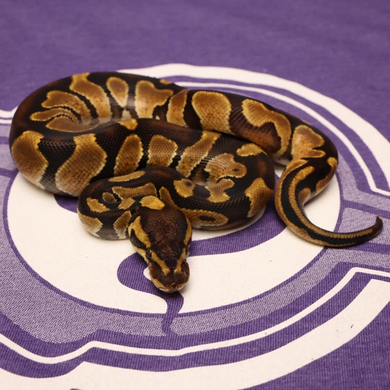 Leviathan Ball Python Enchi Het Clown Ball Python by LEVIATHAN