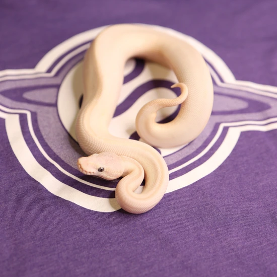 Leviathan Ball Python Butter Mystic 50% Het Hypo Ball Python by LEVIATHAN