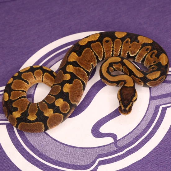 Leviathan Ball Python Orange Dream Het Puzzle Het Sunset Ball Python by LEVIATHAN