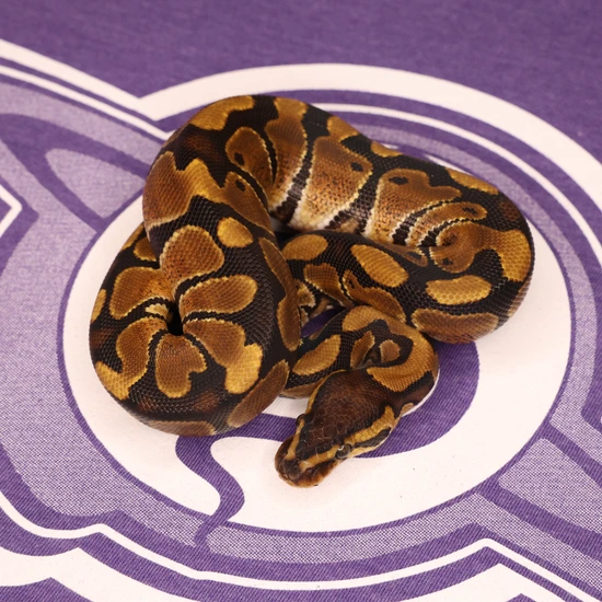 Leviathan Ball Python Orange Dream Het Puzzle Het Sunset Ball Python by LEVIATHAN