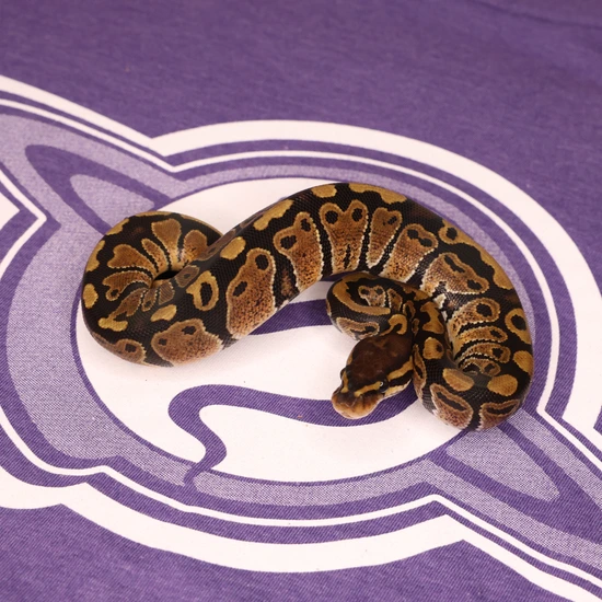 Leviathan Ball Python DH UltraSun Ball Python by LEVIATHAN