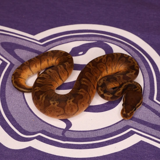 Leviathan Ball Python Sunset Ball Python by LEVIATHAN