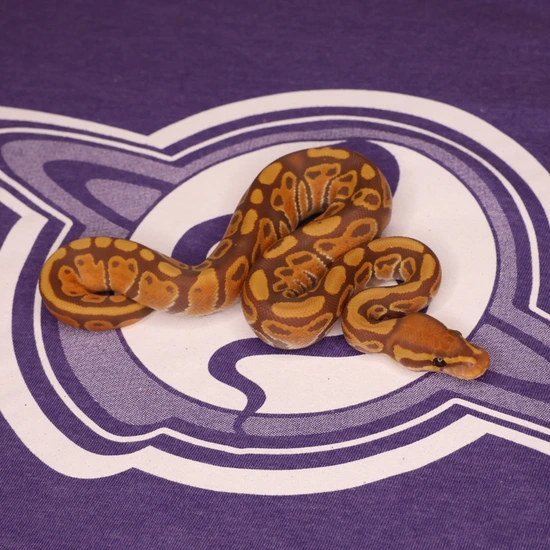 Leviathan Ball Python Ultramel Ball Python by LEVIATHAN