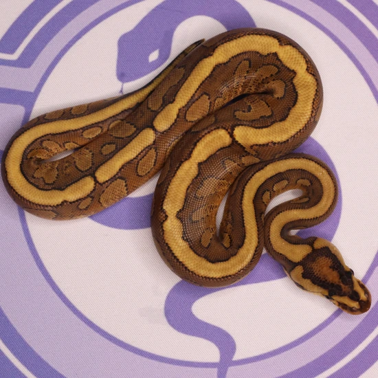 Leviathan Ball Python Asphalt Cypress Red Stripe Ball Python by LEVIATHAN