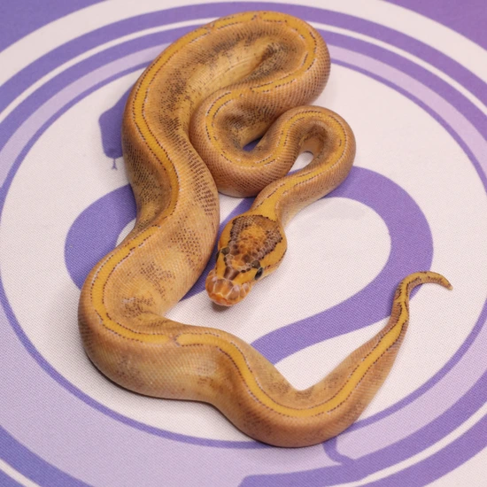 Leviathan Ball Python Freeway Cypress Enchi Ball Python by LEVIATHAN