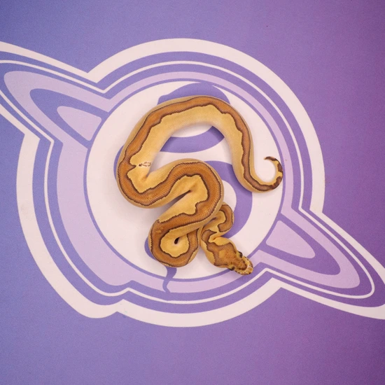 Leviathan Ball Python Mojave Enchi Blade Clown Ball Python by LEVIATHAN