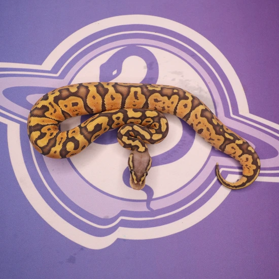 Leviathan Ball Python Pastel Hypo Het Sunset Ball Python by LEVIATHAN