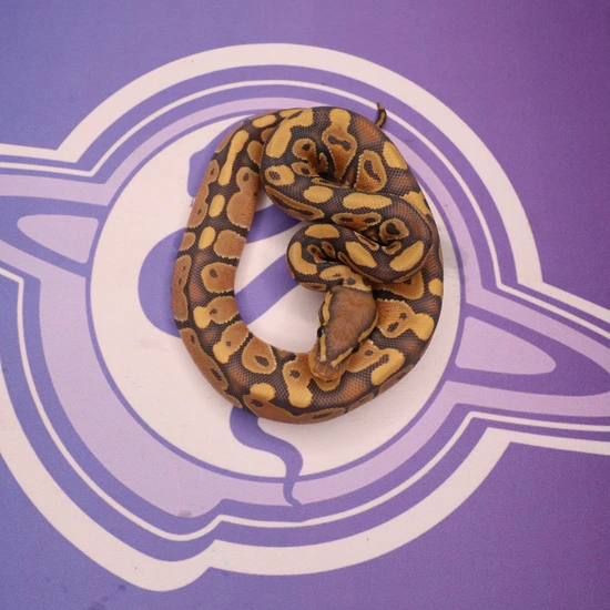 Leviathan Ball Python Hypo Het Puzzle Ball Python by LEVIATHAN