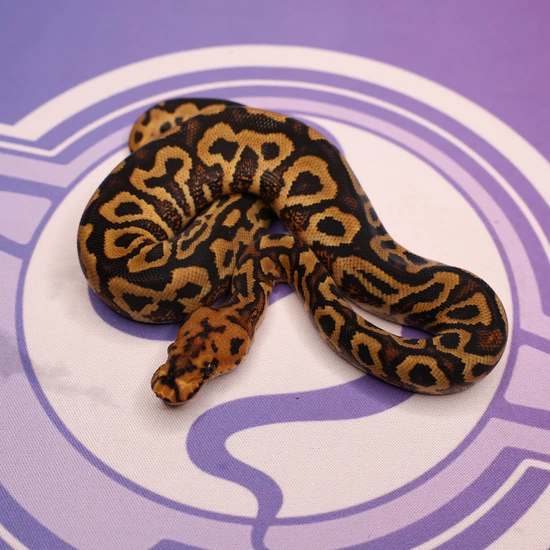 Leviathan Ball Python Spotnose Yellow Belly Clown Ball Python by LEVIATHAN