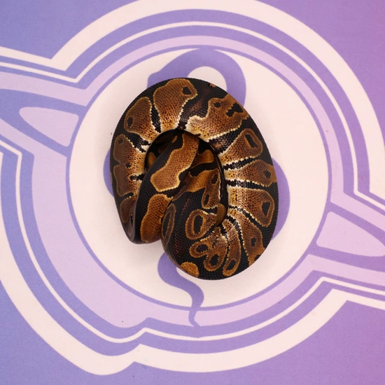 Leviathan Ball Python Het Sunset Het Ultramel Ball Python by LEVIATHAN