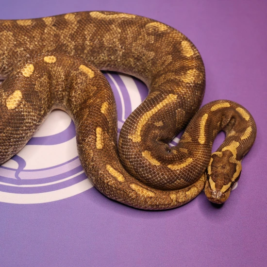 Leviathan Ball Python Super Asphalt Cypress Enchi Ball Python by LEVIATHAN