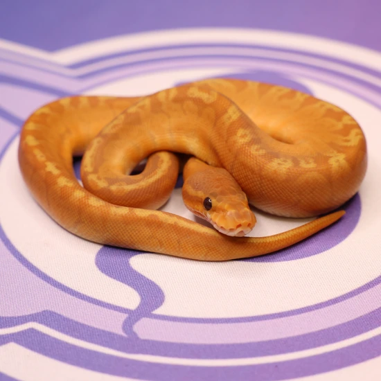 Sunset Ultramel Ball Python by LEVIATHAN