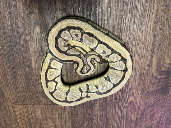 Leviathan Ball Python Nyala Spider Mojave Het Clown Proven Breeder Female Ball Python by ...