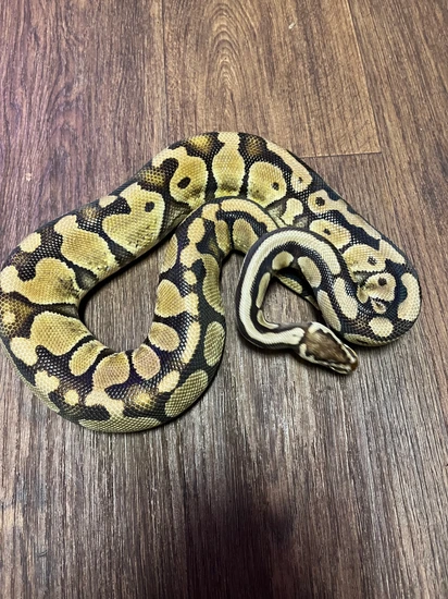 Leviathan Ball Python Pastel Het Puzzle Proven Breeder Female Ball Python by LEVIATHAN