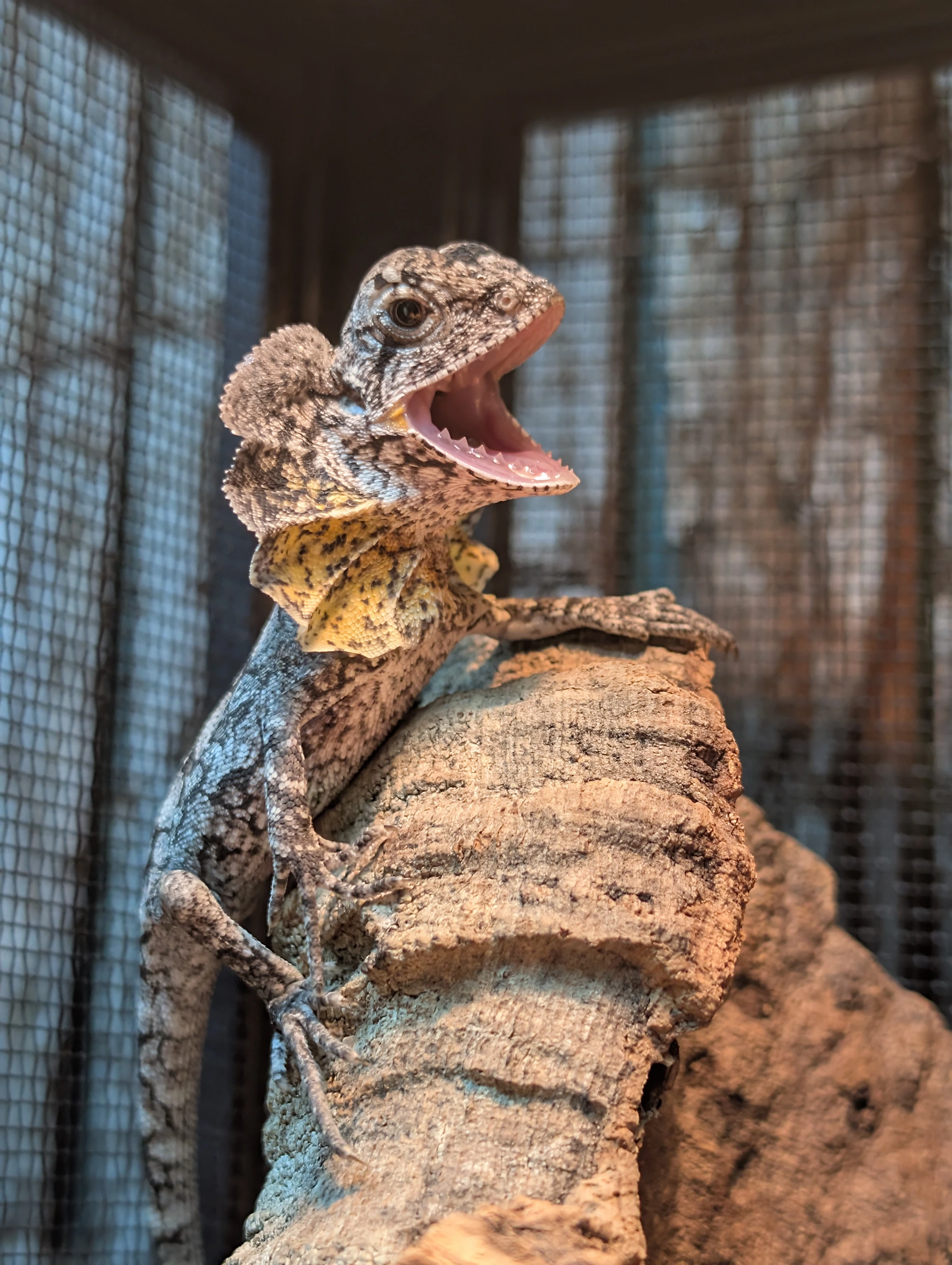 Frilled Neck Dragon Frilled Lizards by Frilled Neck Dragon UK