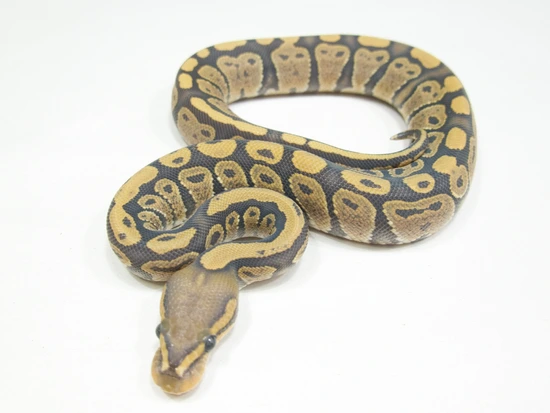 Cinder Hypo Ball Python by Directed Evolution Pythons