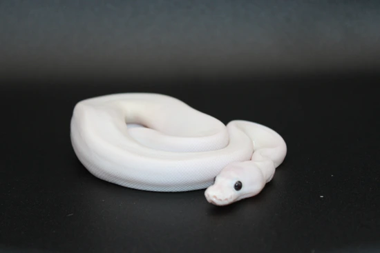 8 Ft Ball Python 8 Ball Pied Ball Python by C&C Serpents