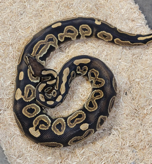 Scrambler BBP Lace 66% Pied 50% Clown Ball Python by Dutch Mafia Reptiles