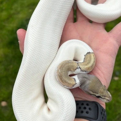 Phantom Fire Hypo Pied Ball Python - male for sale from Collective constrictors