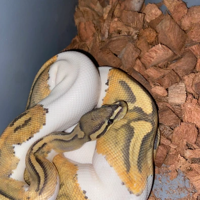 Fire Fly Hypo Pied Ball Python - male for sale from Collective constrictors
