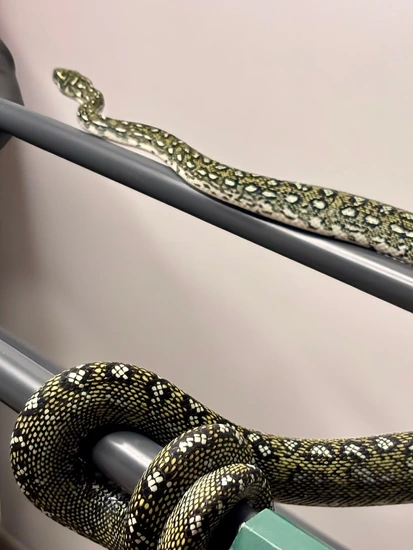 Diamond Python Diamond Carpet Python by Herps And Feeders