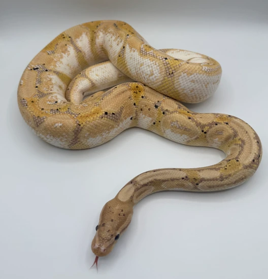 Banana Calico Royal Python PB RTB Banana Calico Ball Python by Liberty Constrictors