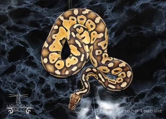 Lighthouse Ball Pastel Russo Ball Python by Lighthouse Balls