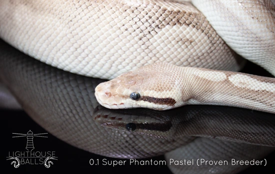 Lighthouse Ball Super Phantom Pastel Ball Python by Lighthouse Balls