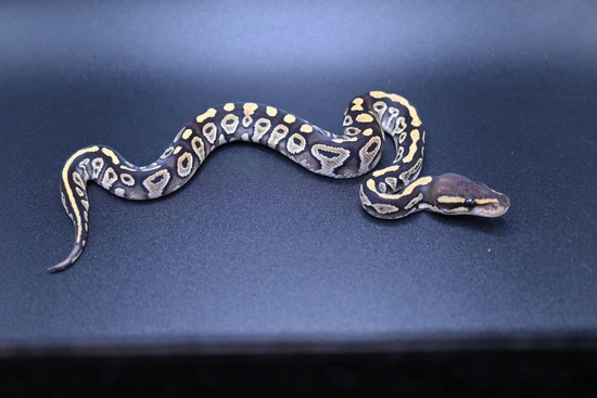 Het Daddy Phantom Ball Python by Lil Ball Peeps LLC