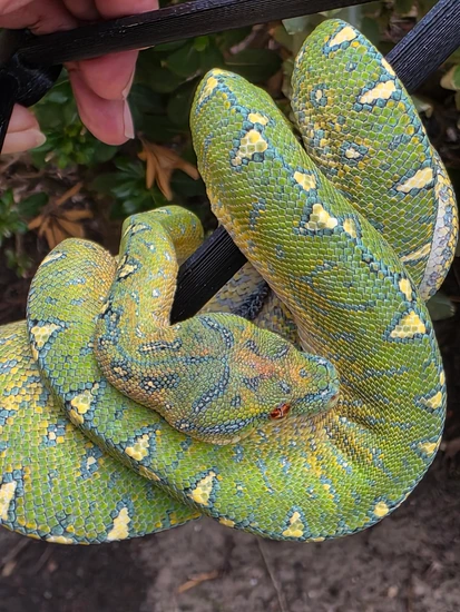 Green Condra Python USCBB Green Tree Python by Space City Chondros