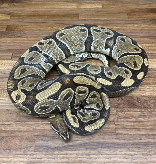 Proven Double Het Albino Piebald Ball Python by XS ROYALS